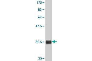 Western Blot detection against Immunogen (33. (MEX3D antibody  (AA 418-488))