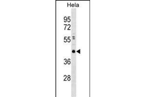 CBX8 Antibody  (ABIN389089 and ABIN2839284) western blot analysis in Hela cell line lysates (35 μg/lane).