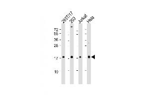 All lanes : Anti-SUMO4 Antibody (M55 Wild type) at 1:2000 dilution Lane 1: 293T-17 whole cell lysate Lane 2: 293 whole cell lysate Lane 3: Jurkat whole cell lysate Lane 4: Hela whole cell lysate Lysates/proteins at 20 μg per lane. (SUMO4 antibody  (AA 34-63))