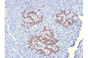 Formalin-fixed, paraffin-embedded human Pancreas stained with HNF1A Mouse Monoclonal Antibody (HNF1A/2087). (HNF1A antibody  (AA 214-339))