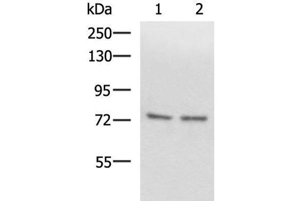 SCMH1 antibody
