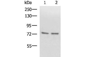 Western blot analysis of Raji and 231 cell lysates using SCMH1 Polyclonal Antibody at dilution of 1:1000 (SCMH1 antibody)