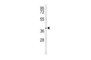 Western blot analysis of PTGER3 Antibody (N-term) (ABIN653076 and ABIN2842675) in Ramos cell line lysates (35 μg/lane). (PTGER3 antibody  (N-Term))