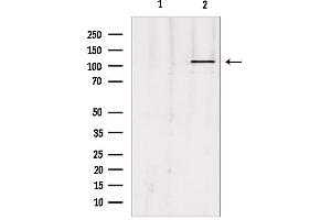 Western blot analysis of extracts from Hepg2, using UBE1L Antibody. (UBA7 antibody  (C-Term))