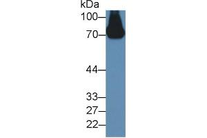 Western blot analysis of Mouse Serum, using Rabbit Anti-Mouse a2PI Antibody (2 µg/ml) and HRP-conjugated Goat Anti-Rabbit antibody (abx400043, 0. (alpha 2 Antiplasmin antibody  (AA 348-491))