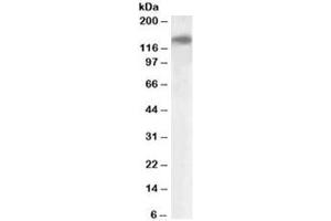 Western blot testing of human ileum lysate with PLA2R1 antibody at 1ug/ml. (PLA2R1 antibody)