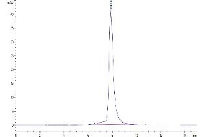 The purity of Mouse CD8 alpha is greater than 95 % as determined by SEC-HPLC. (CD8 alpha Protein (AA 28-196) (His tag))