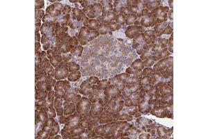 Immunohistochemical staining of human pancreas with RNF10 polyclonal antibody  shows strong cytoplasmic positivity in exocrine glandular cells at 1:200-1:500 dilution.