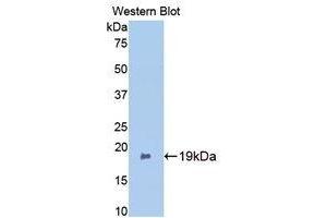 Western Blotting (WB) image for anti-Bone Morphogenetic Protein 2 (BMP2) (AA 117-267) antibody (ABIN3209734) (BMP2 antibody  (AA 117-267))