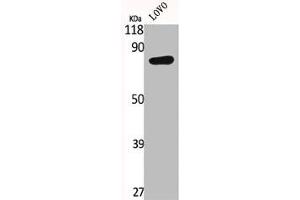 IL17RC antibody  (C-Term)