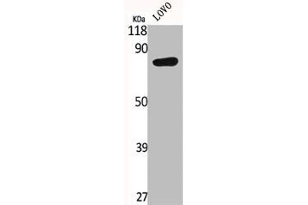 IL17RC antibody  (C-Term)