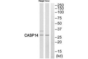 Western Blotting (WB) image for anti-Caspase 14, Apoptosis-Related Cysteine Peptidase (CASP14) (Cleaved-Lys222) antibody (ABIN1853489) (CASP14 antibody  (Cleaved-Lys222))