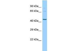 WB Suggested Anti-Pigu Antibody   Titration: 1. (PIGU antibody  (N-Term))