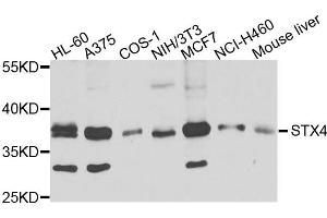 Western blot analysis of extracts of various cells, using STX4 antibody. (Syntaxin 4 antibody)