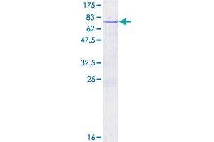 NUCKS1 Protein (AA 1-243) (GST tag)