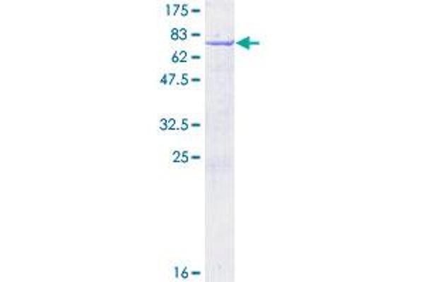 NUCKS1 Protein (AA 1-243) (GST tag)