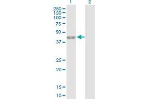 Western Blot analysis of PARD6A expression in transfected 293T cell line by PARD6A MaxPab polyclonal antibody. (PARD6A antibody  (AA 1-345))