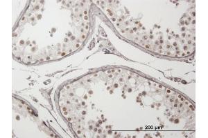 Immunoperoxidase of purified MaxPab antibody to ING4 on formalin-fixed paraffin-embedded human testis. (ING4 antibody  (AA 1-249))