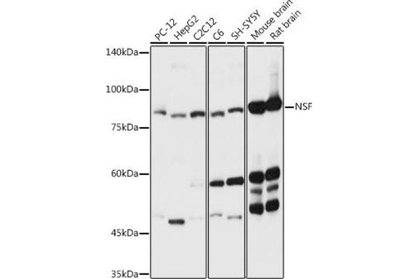 NSF antibody  (AA 1-250)