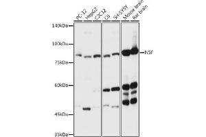 Western blot analysis of extracts of various cell lines, using NSF antibody (ABIN6130571, ABIN6144871, ABIN6144872 and ABIN6214029) at 1:3000 dilution. (NSF antibody  (AA 1-250))