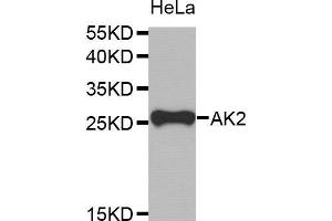 Western Blotting (WB) image for anti-Adenylate Kinase 2 (AK2) antibody (ABIN1678617) (Adenylate Kinase 2 antibody)