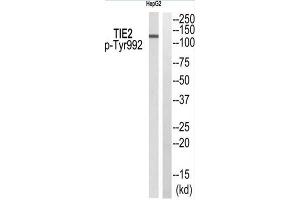 Western blot analysis of extracts from HepG2, using+. (TEK antibody  (pTyr992))