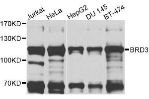 Western blot analysis of extracts of various cell lines, using BRD3 antibody (ABIN6003514) at 1/1000 dilution. (BRD3 antibody)