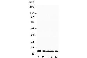 Western blot testing of MIP-1 beta antibody and mouse samples:  1. (CCL4 antibody  (AA 74-88))