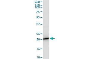 RPS7 polyclonal antibody (A01).