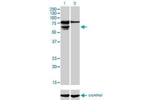 Western Blotting (WB) image for anti-Phosphoglucomutase 3 (PGM3) (AA 1-543) antibody (ABIN598868) (Phosphoglucomutase 3 antibody  (AA 1-543))