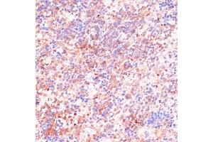 Immunohistochemistry of paraffin-embedded Rat spleen using CDC20 antibody (ABIN7266246) at dilution of 1:100 (40x lens). (CDC20 antibody  (AA 1-270))