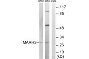 Western blot analysis of extracts from K562/COS7 cells, using MARCH3 Antibody. (MARCH3 antibody  (AA 111-160))