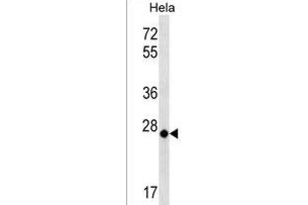 COX3 antibody  (N-Term)