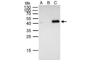 IP Image FOXE1 antibody immunoprecipitates FOXE1 protein in IP experiments. (FOXE1 antibody  (C-Term))