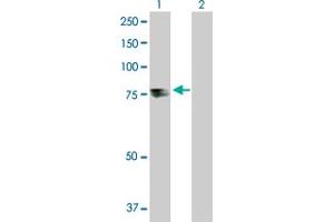 Western Blot analysis of TDP1 expression in transfected 293T cell line by TDP1 MaxPab polyclonal antibody. (TDP1 antibody  (AA 1-608))