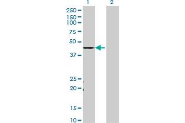 TADA3L antibody  (AA 1-432)