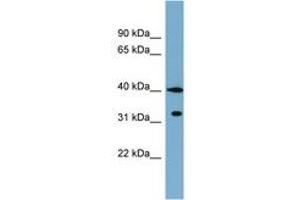Image no. 1 for anti-Potassium Channel Tetramerisation Domain Containing 9 (KCTD9) (C-Term) antibody (ABIN6742050)