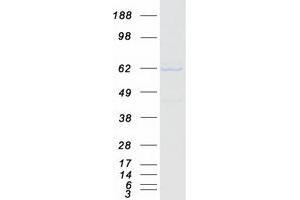 Abl-Interactor 2 (ABI2) protein (Myc-DYKDDDDK Tag)