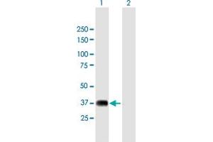 Western Blot analysis of NRBF2 expression in transfected 293T cell line by NRBF2 MaxPab polyclonal antibody. (NRBF2 antibody  (AA 1-287))