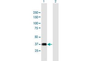 Western Blot analysis of NRBF2 expression in transfected 293T cell line by NRBF2 MaxPab polyclonal antibody.