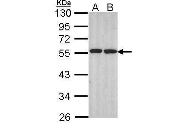 FAF2 antibody  (C-Term)