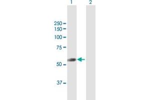 Western Blot analysis of TRIT1 expression in transfected 293T cell line by TRIT1 MaxPab polyclonal antibody. (TRIT1 antibody  (AA 1-467))