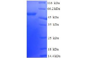 SDS-PAGE (SDS) image for DnaJ (Hsp40) Homolog, Subfamily B, Member 2 (DNAJB2) (AA 2-324) protein (His-SUMO Tag) (ABIN5709407) (DNAJB2 Protein (AA 2-324) (His-SUMO Tag))