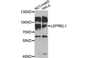 Western blot analysis of extracts of various cell lines, using LEPREL1 antibody (ABIN5975696) at 1/1000 dilution. (LEPREL1 antibody)
