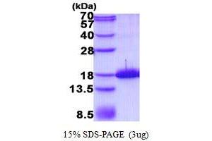 Image no. 1 for Tachykinin, Precursor 1 (TAC1) protein (His tag) (ABIN1098729)
