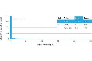 Analysis of Protein Array containing more than 19,000 full-length human proteins using Mesothelin Mouse Monoclonal Antibody (MSLN/3384). (Mesothelin antibody  (AA 273-407))