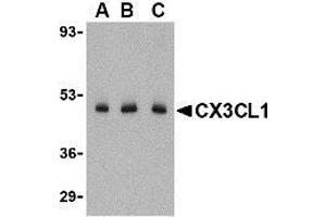 Western blot analysis of CX3CL1 in C2C12 cell lysate with CX3CL1 antibody at (A) 0. (CX3CL1 antibody  (N-Term))