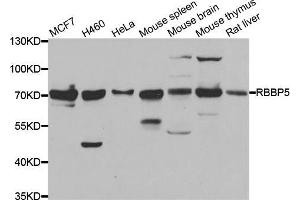 Western blot analysis of extracts of various cell lines, using RBBP5 antibody (ABIN5974189) at 1/1000 dilution. (RBBP5 antibody)