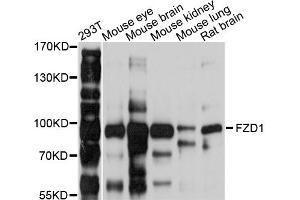 Western blot analysis of extracts of various cell lines, using FZD1 antibody (ABIN4903713) at 1:1000 dilution. (FZD1 antibody)