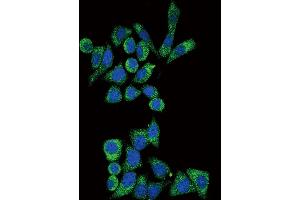 Confocal immunofluorescent analysis of GLA Antibody (N-term) (ABIN390687 and ABIN2840977) with Hela cell followed by Alexa Fluor? (GLA antibody  (N-Term))